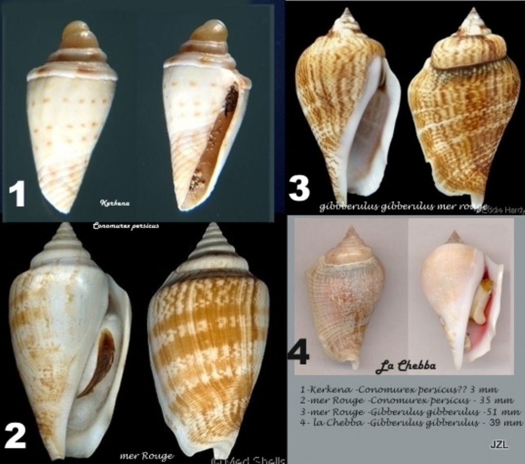 juvenil de Conus mediterraneus ?